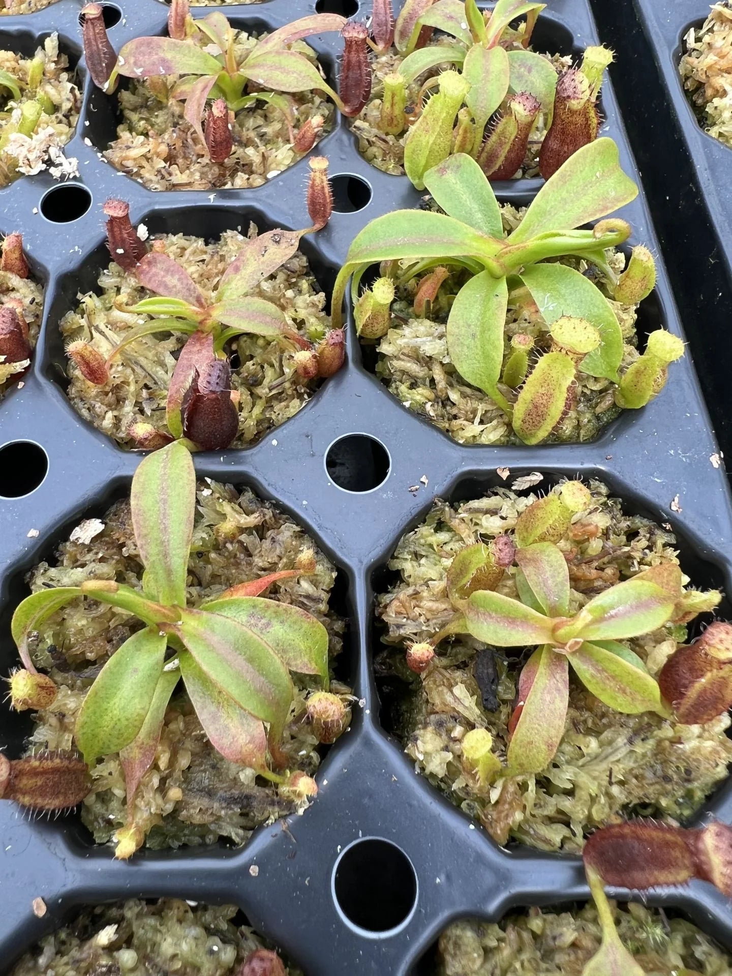 Nepenthes lowii x edwardsiana 大森食虫植物農園