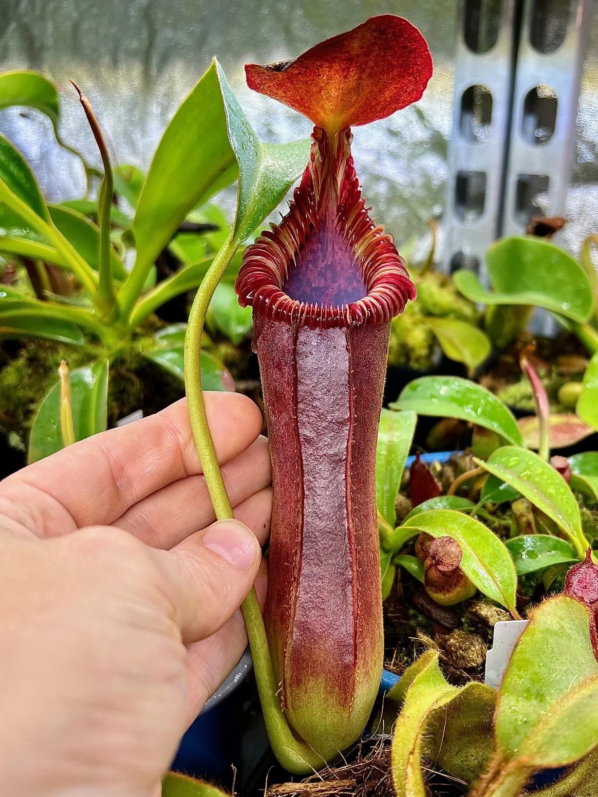 Nepenthes lowii x edwardsiana 大森食虫植物農園