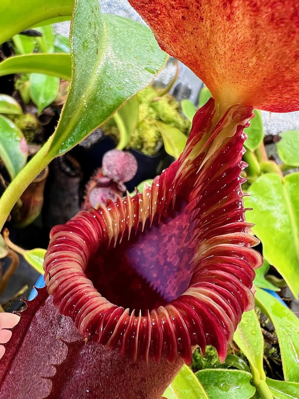 Nepenthes lowii x edwardsiana 大森食虫植物農園