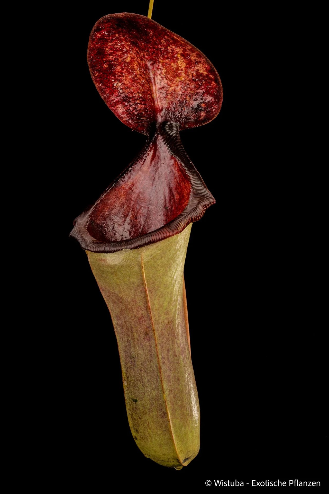 Nepenthes lowii x merrilliana 大森食虫植物農園