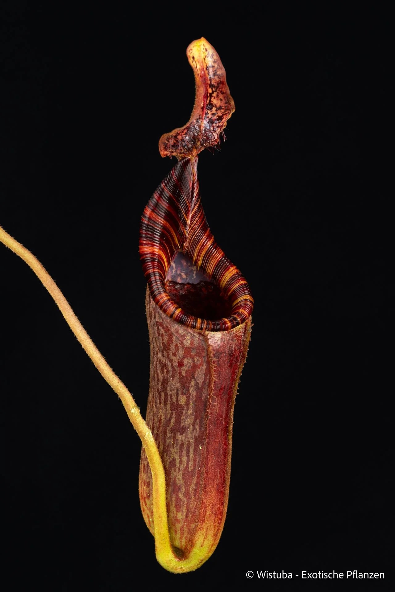 Nepenthes lowii x mollis 大森食虫植物農園