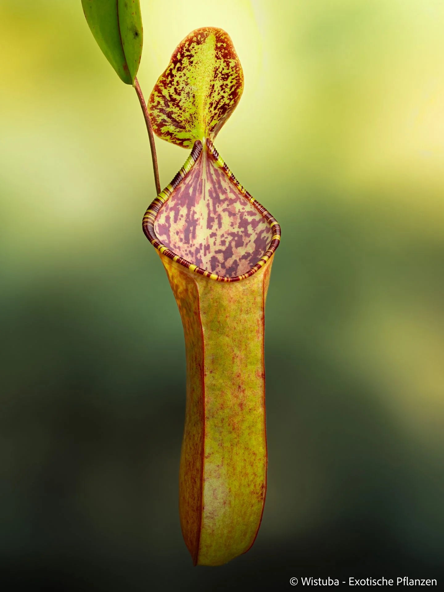 Nepenthes lowii x tentaculata 大森食虫植物農園