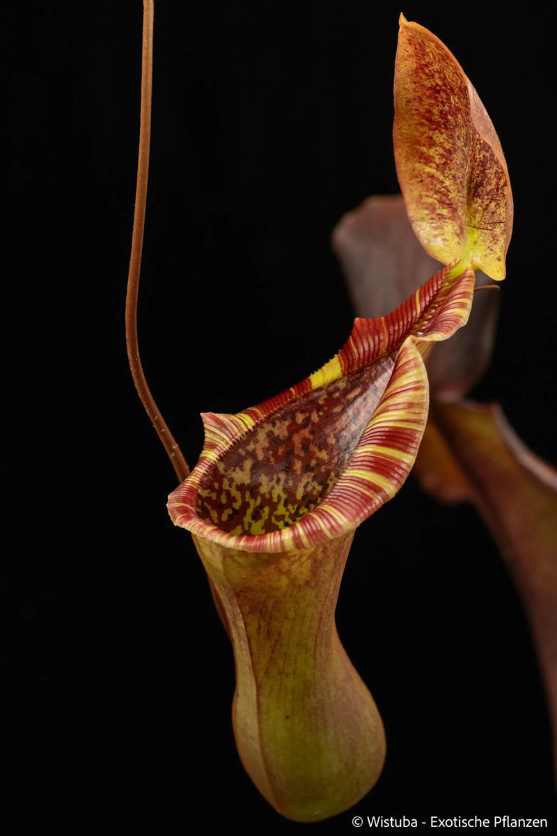 Nepenthes lowii x truncata (squat) 大森食虫植物農園