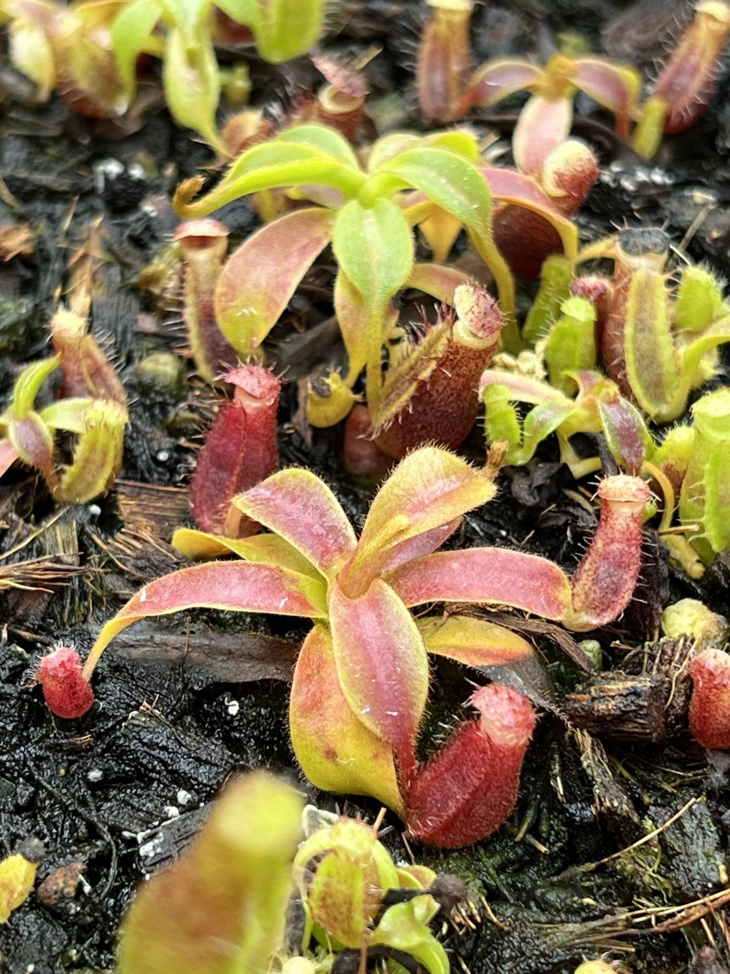 Nepenthes lowii x veitchii (striped peristome) 大森食虫植物農園
