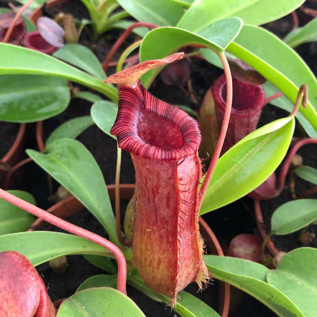Nepenthes lowii x ventricosa Red, 40 cm 大森食虫植物農園