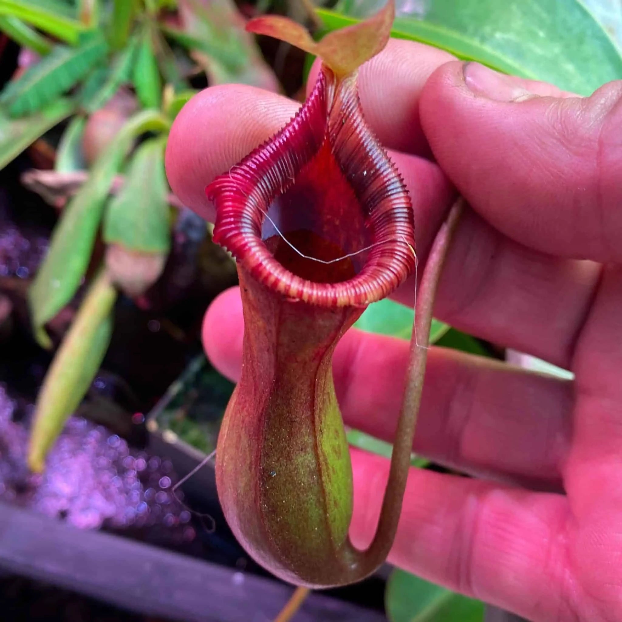 Nepenthes lowii x ventricosa Red, 40 cm 大森食虫植物農園