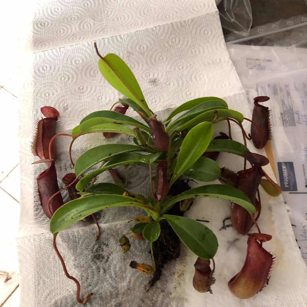 Nepenthes lowii x ventricosa Red, 40 cm 大森食虫植物農園