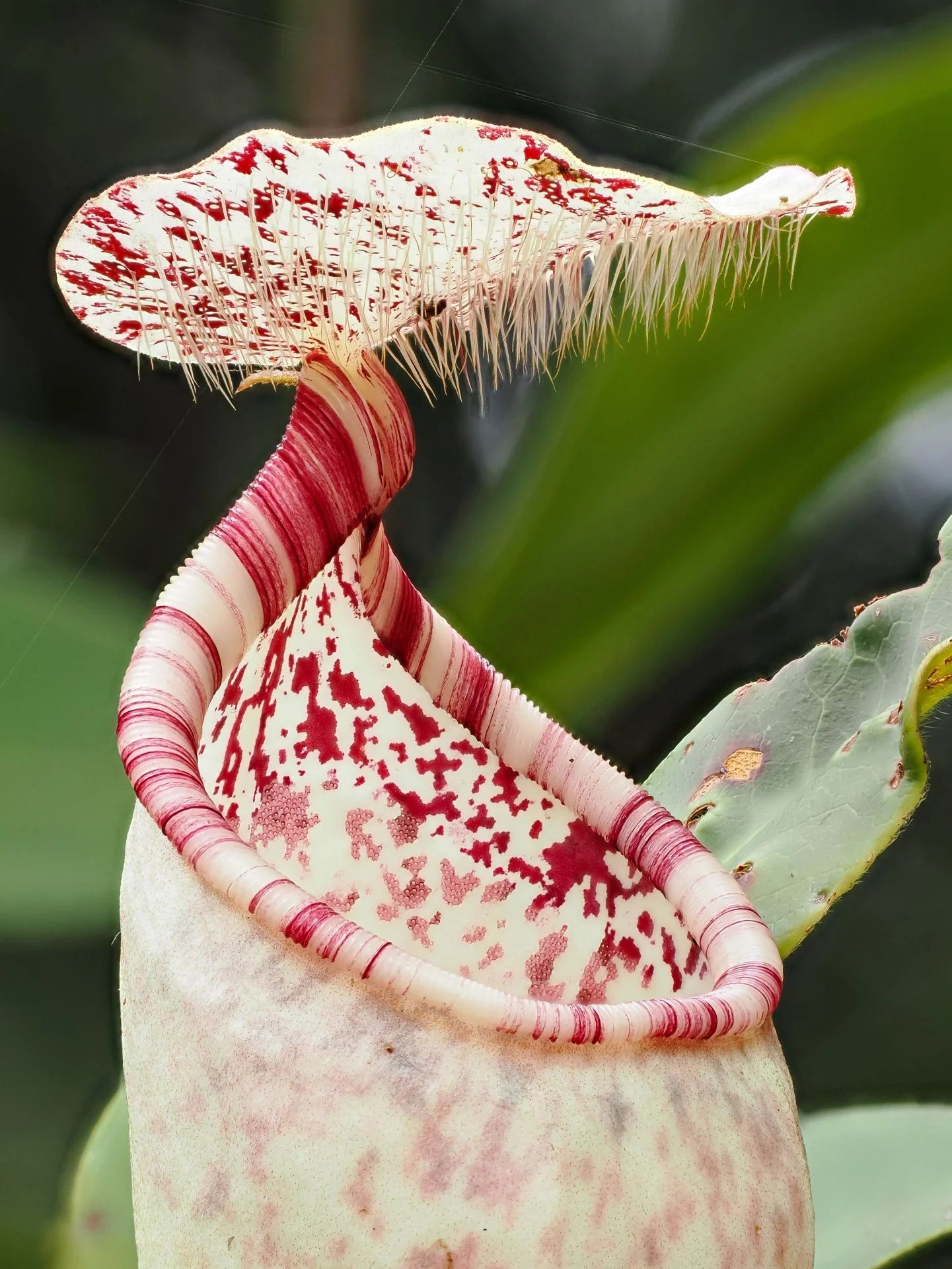 Nepenthes macfarlanei 大森食虫植物農園