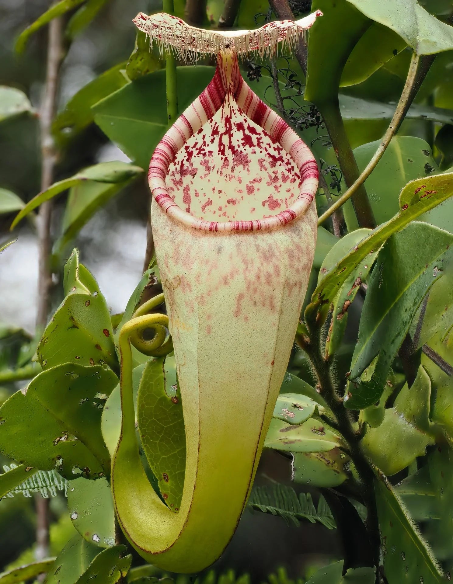Nepenthes macfarlanei 大森食虫植物農園