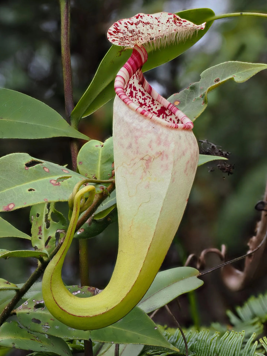 Nepenthes macfarlanei 大森食虫植物農園