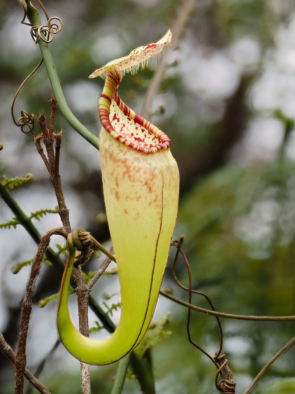 Nepenthes macfarlanei 大森食虫植物農園