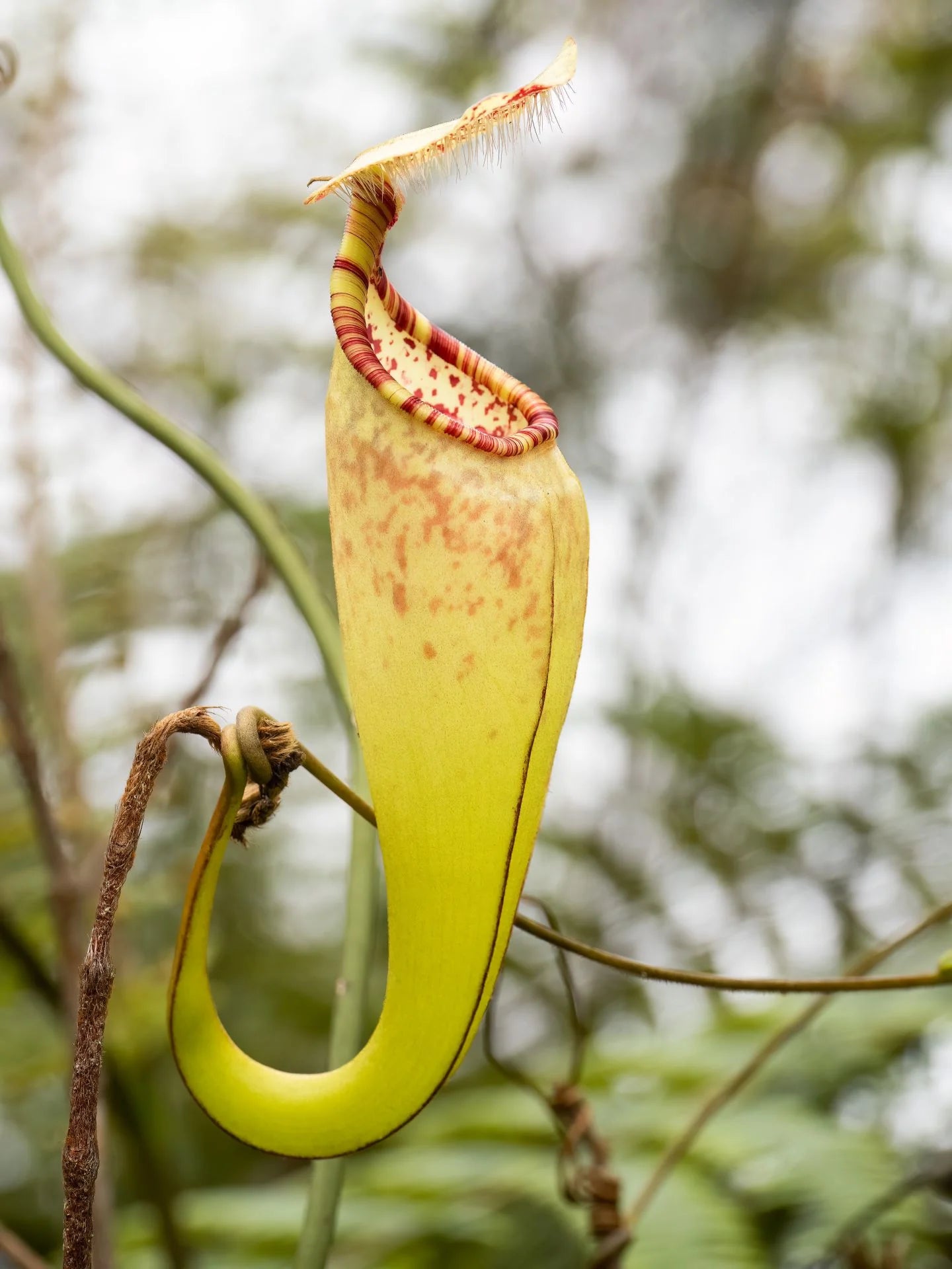 Nepenthes macfarlanei 大森食虫植物農園