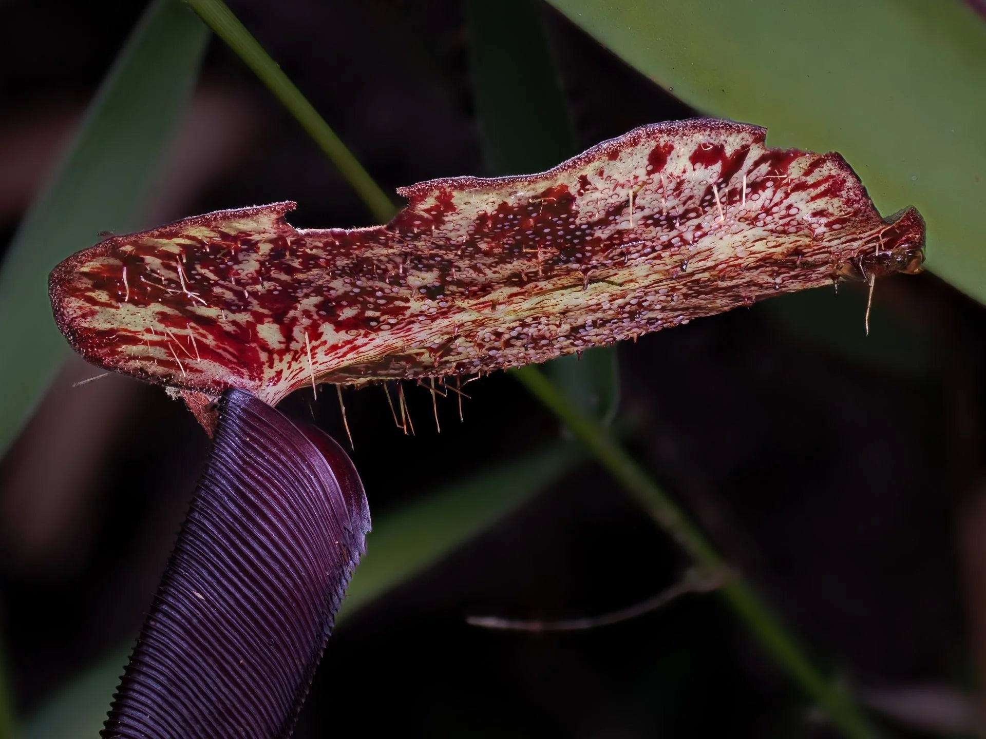 Nepenthes macfarlanei 大森食虫植物農園