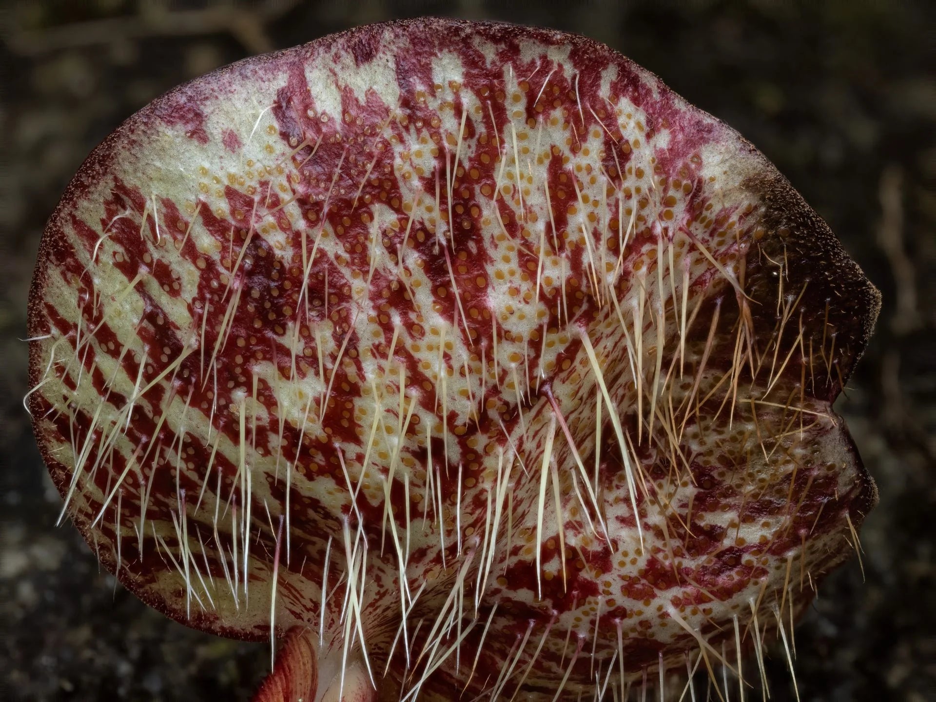 Nepenthes macfarlanei 大森食虫植物農園