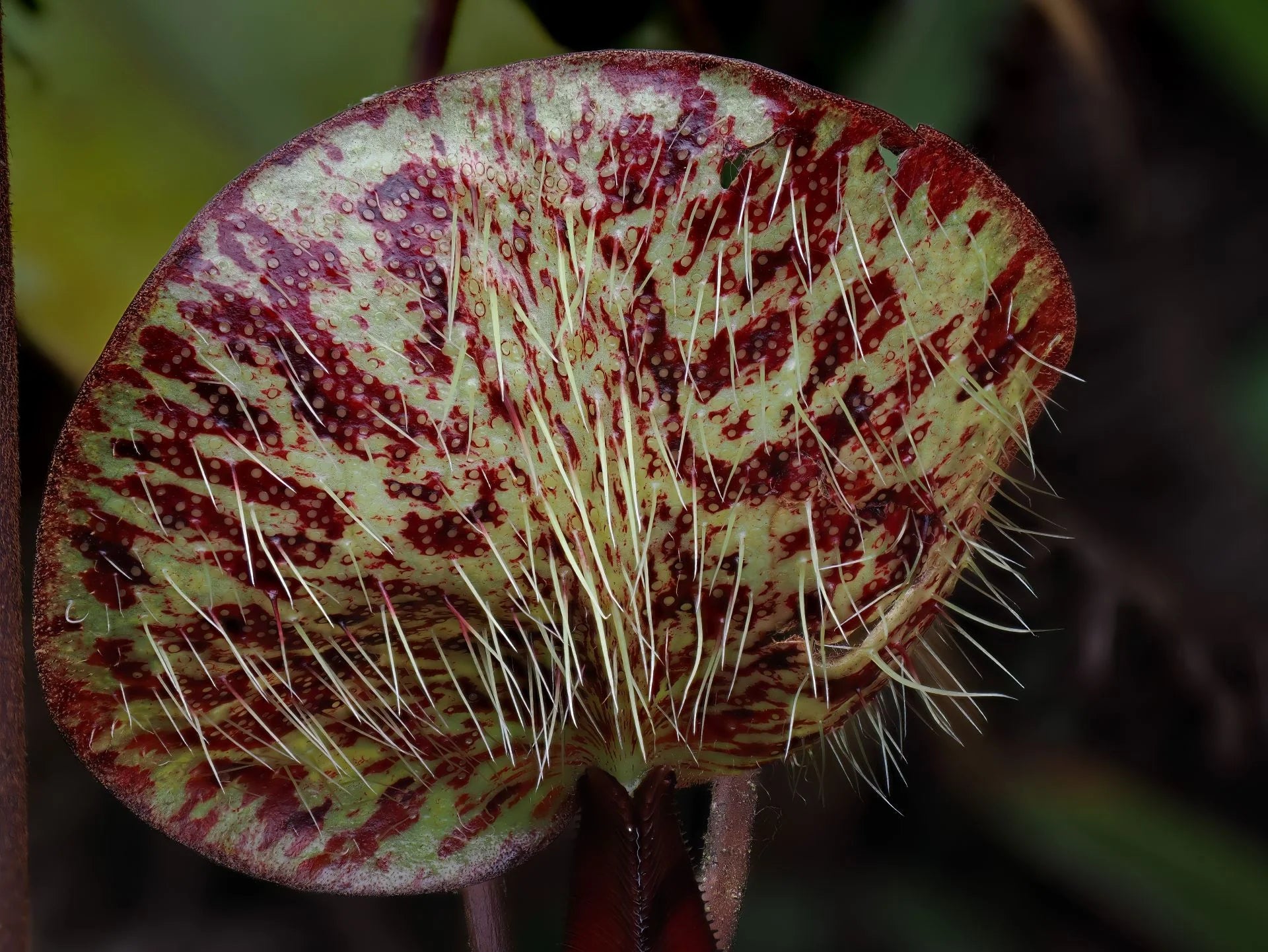 Nepenthes macfarlanei 大森食虫植物農園