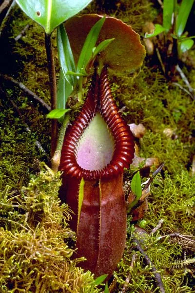 Nepenthes macrophylla (Gunung Trusmadi, Borneo) 大森食虫植物農園