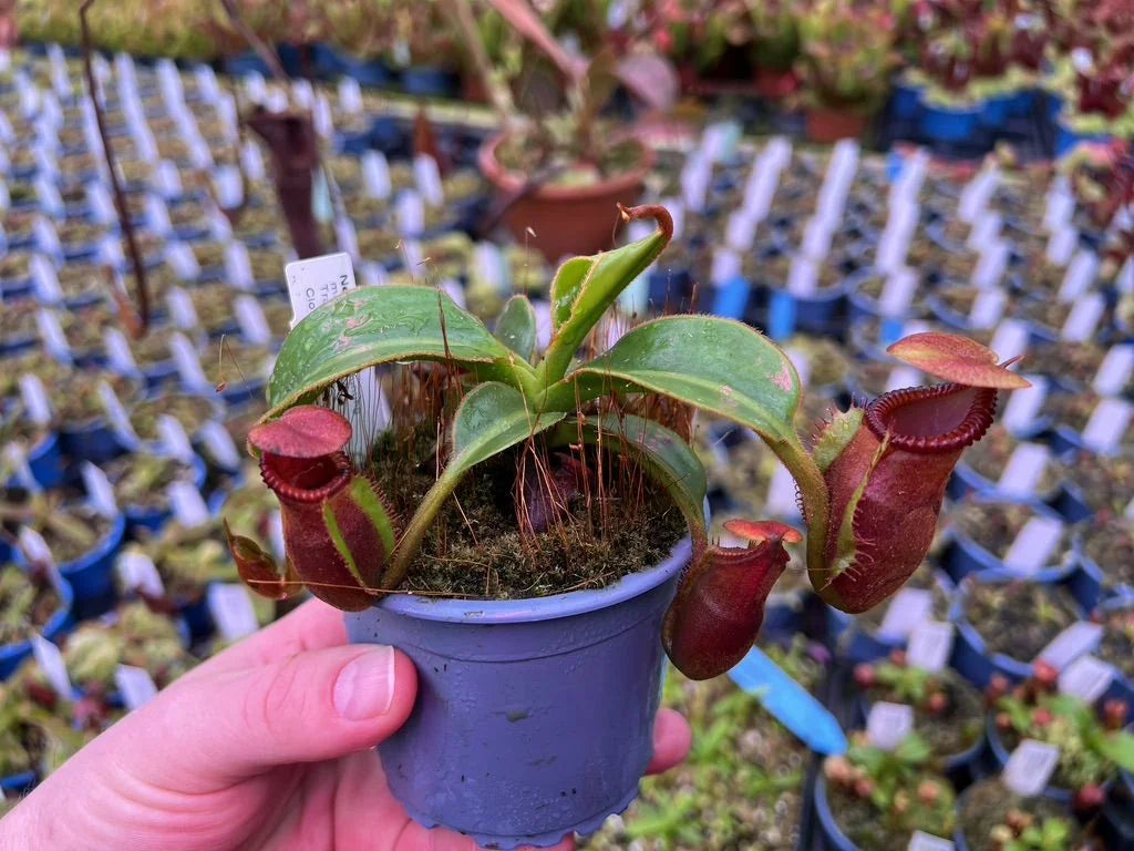 Nepenthes macrophylla (Gunung Trusmadi, Borneo) 大森食虫植物農園