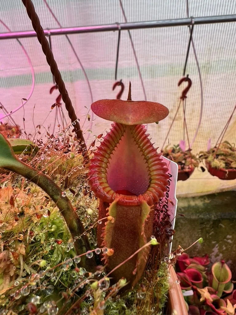 Nepenthes macrophylla (Gunung Trusmadi, Borneo) 大森食虫植物農園