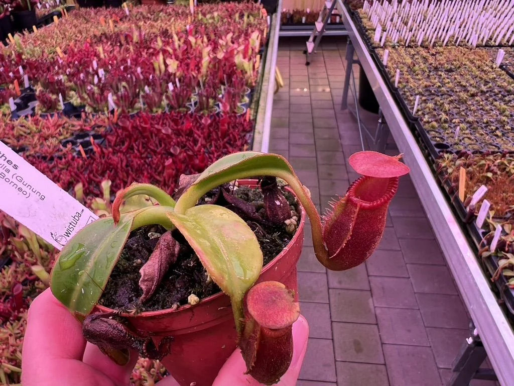 Nepenthes macrophylla (Gunung Trusmadi, Borneo) 大森食虫植物農園