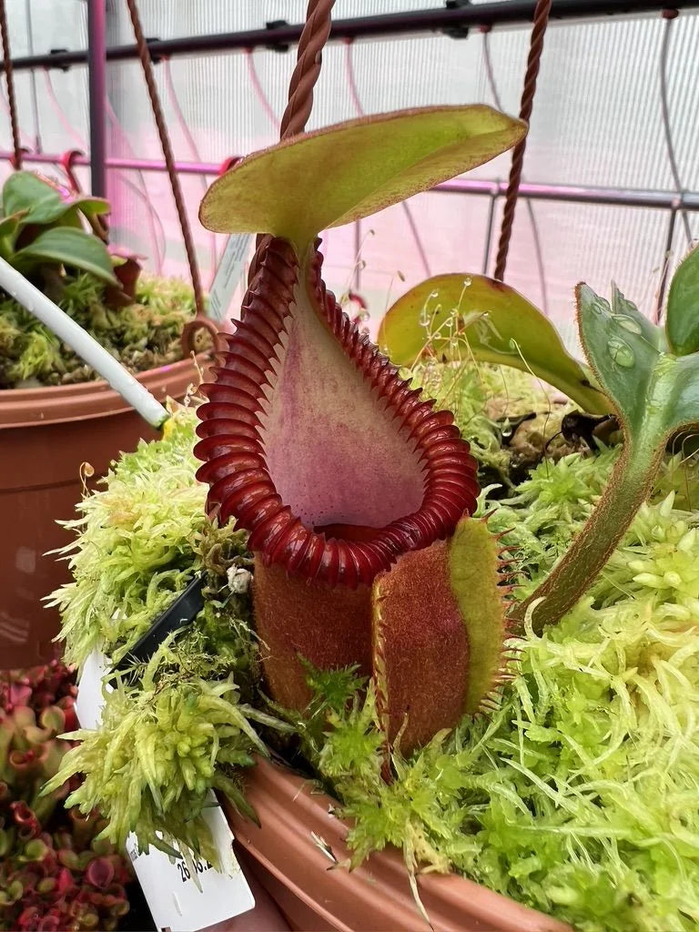Nepenthes macrophylla (Gunung Trusmadi, Borneo) 大森食虫植物農園