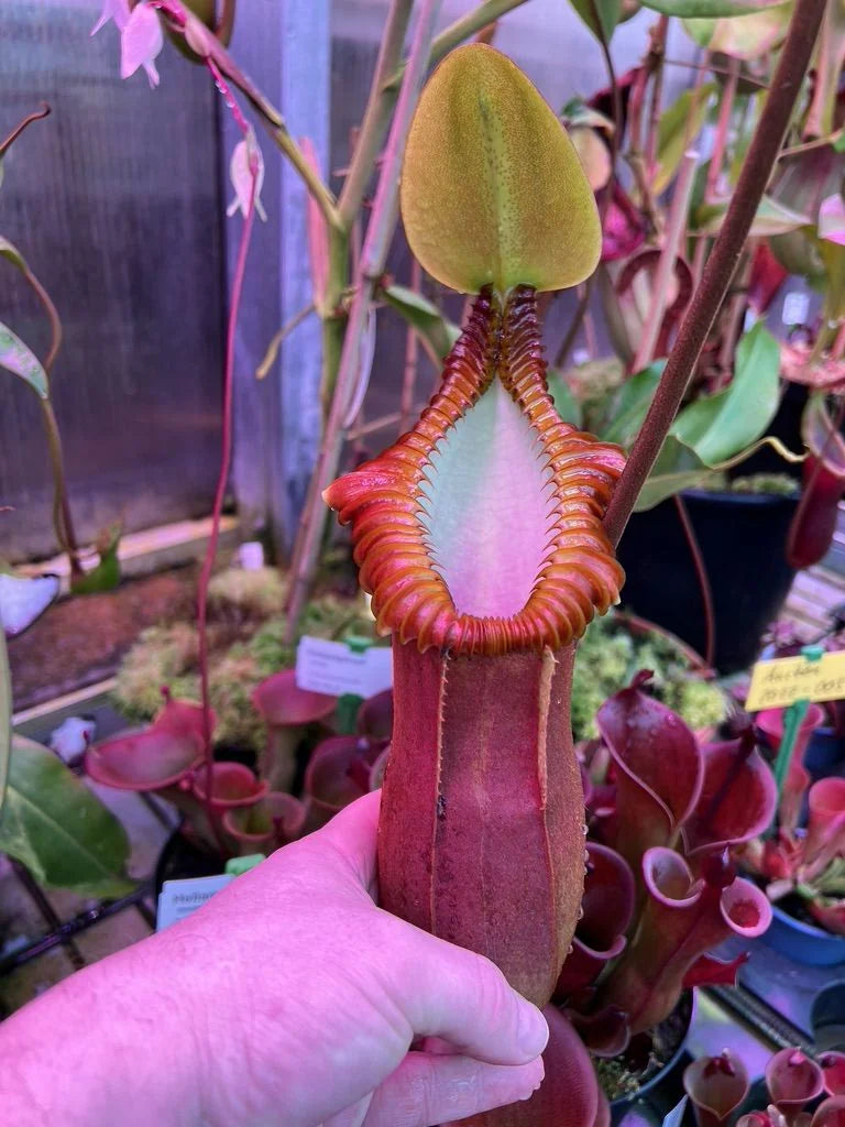 Nepenthes macrophylla (Gunung Trusmadi, Borneo) 大森食虫植物農園