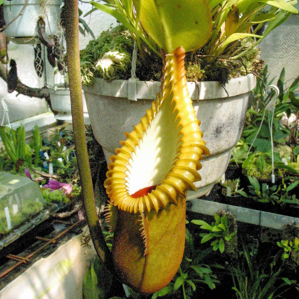 Nepenthes macrophylla, Trus Madi, 6-7 cm 大森食虫植物農園