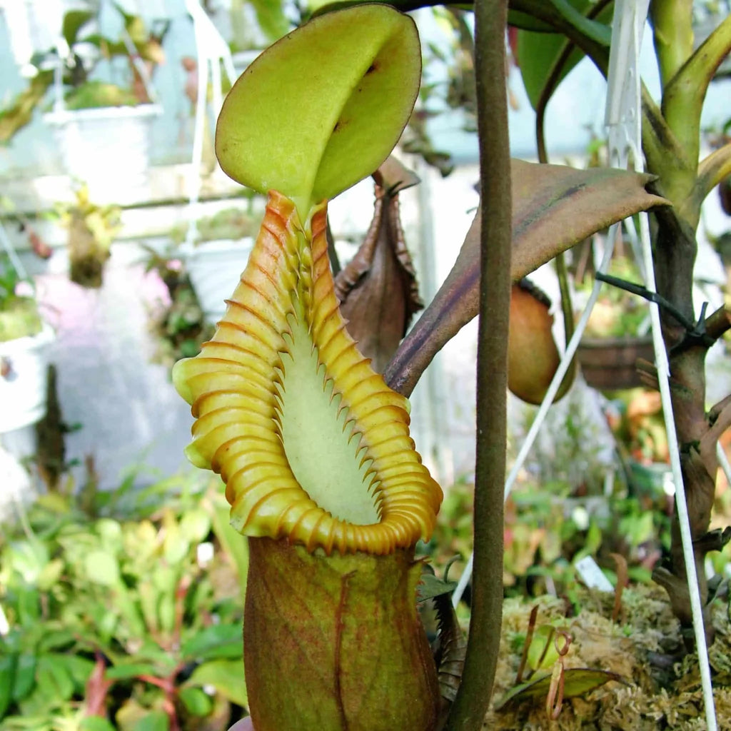Nepenthes macrophylla, Trus Madi, 6-7 cm 大森食虫植物農園