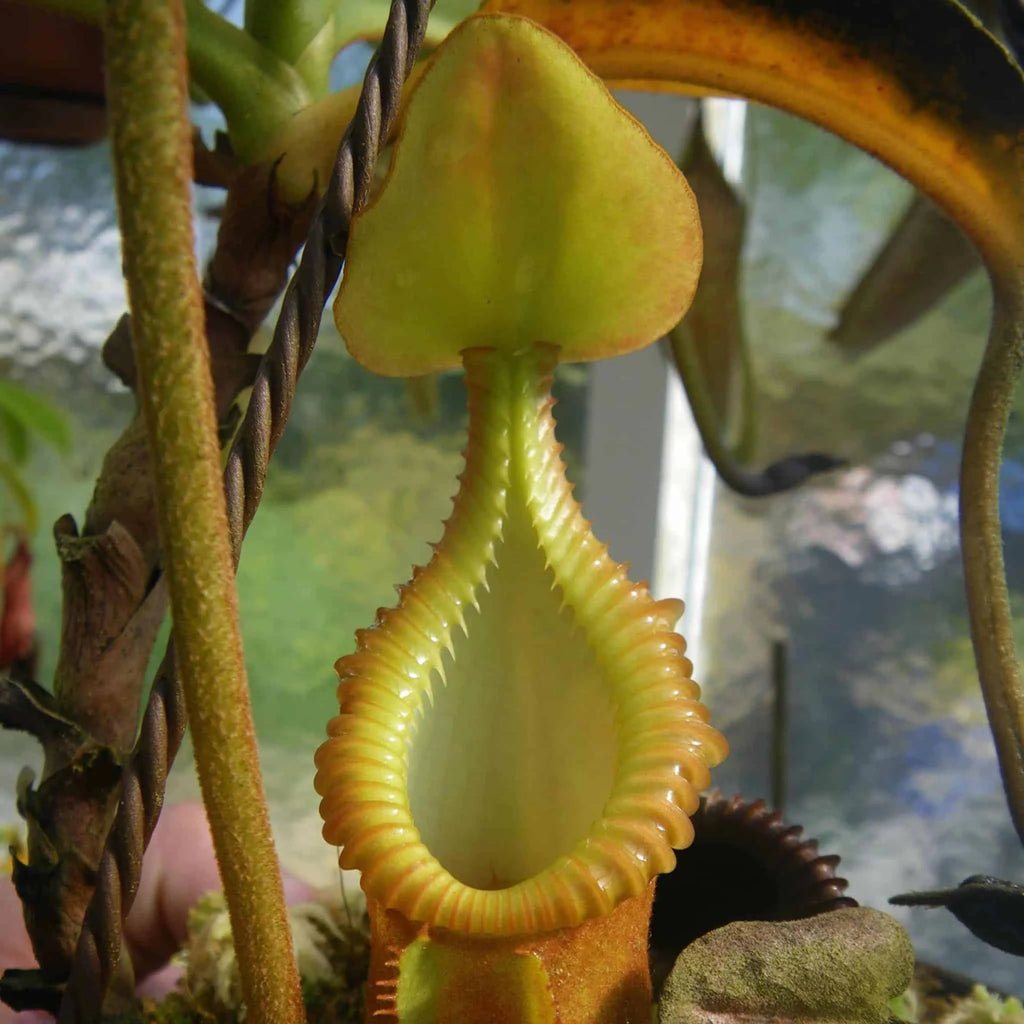Nepenthes macrophylla, Trus Madi, 6-7 cm 大森食虫植物農園