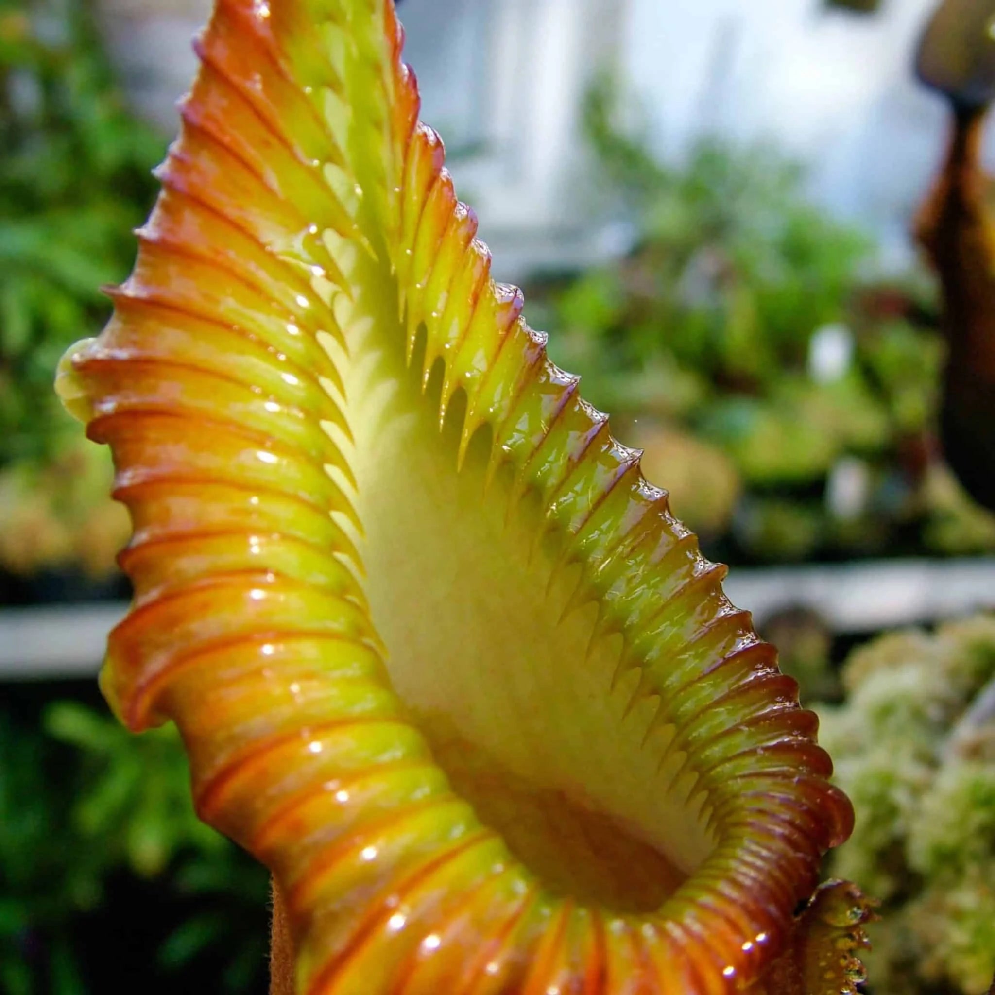 Nepenthes macrophylla, Trus Madi, 6-7 cm 大森食虫植物農園