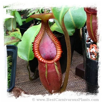 Nepenthes macrophylla {clone 23, Gunung Trusmadi, Borneo, Malaysia, 2550 m} [BCP ID# N1998-23] / 1株の苗, サイズ 2-4 cm 大森食虫植物農園