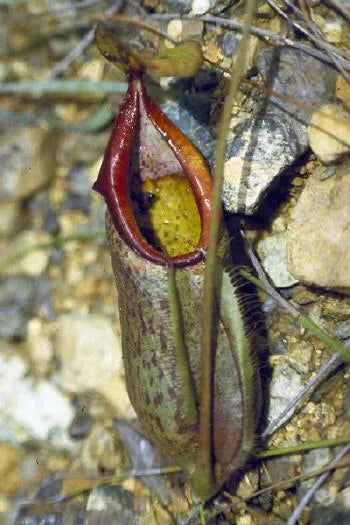 Nepenthes macrovulgaris (Gunung Silam, Borneo) 大森食虫植物農園