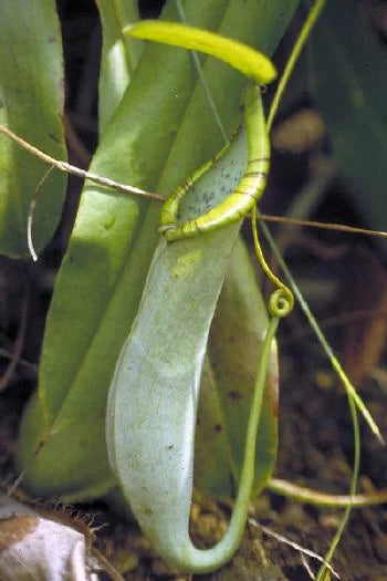 Nepenthes macrovulgaris (Gunung Silam, Borneo) 大森食虫植物農園