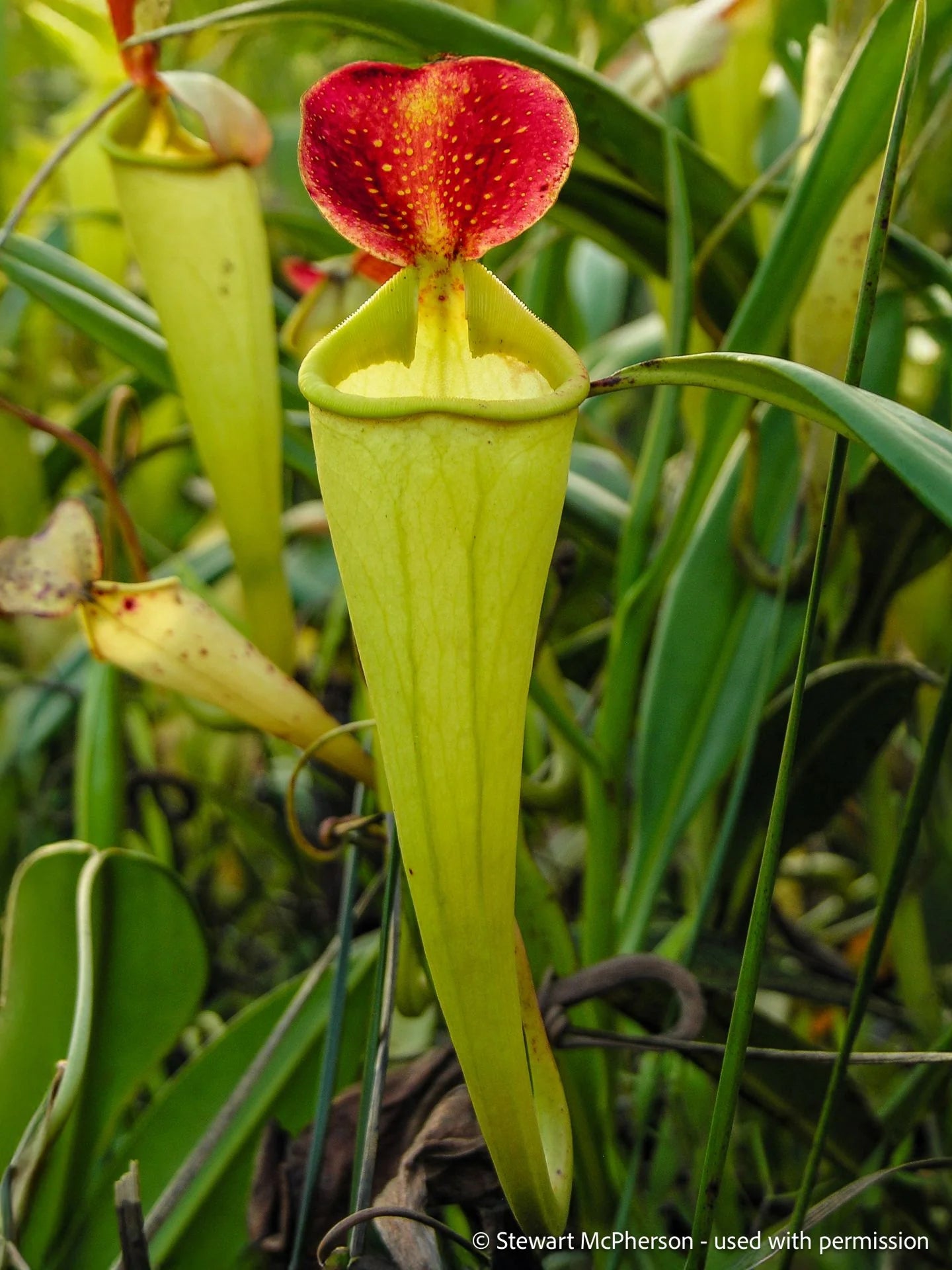 Nepenthes madagascariensis (Madagascar) 大森食虫植物農園