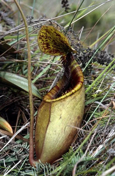 Nepenthes mantalingajanensis (Mt. Mantalingajan) 大森食虫植物農園