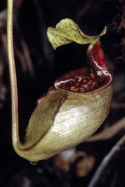 Nepenthes mantalingajanensis (Mt. Mantalingajan) 大森食虫植物農園
