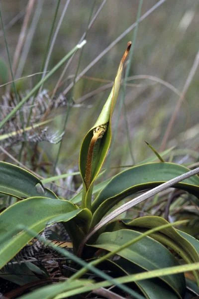 Nepenthes mantalingajanensis (Mt. Mantalingajan) 大森食虫植物農園