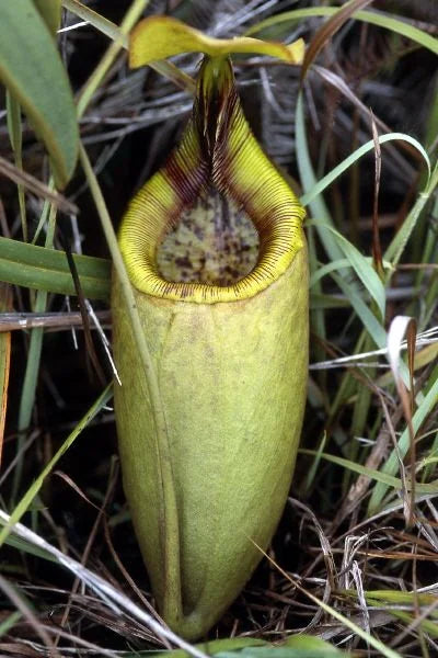 Nepenthes mantalingajanensis (Mt. Mantalingajan) 大森食虫植物農園