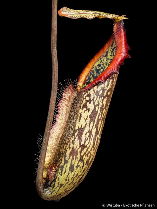 Nepenthes mapuluensis (East Kalimantan) 大森食虫植物農園