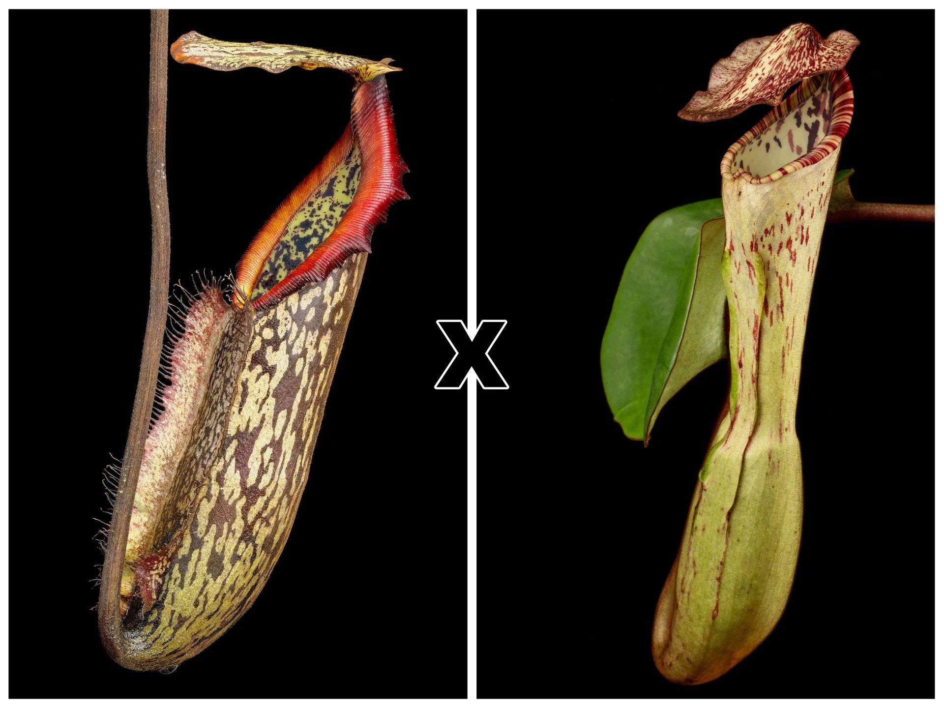 Nepenthes mapuluensis x clipeata 大森食虫植物農園
