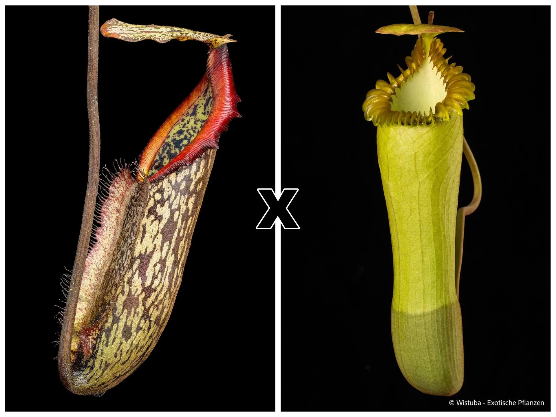 Nepenthes mapuluensis x edwardsiana 大森食虫植物農園