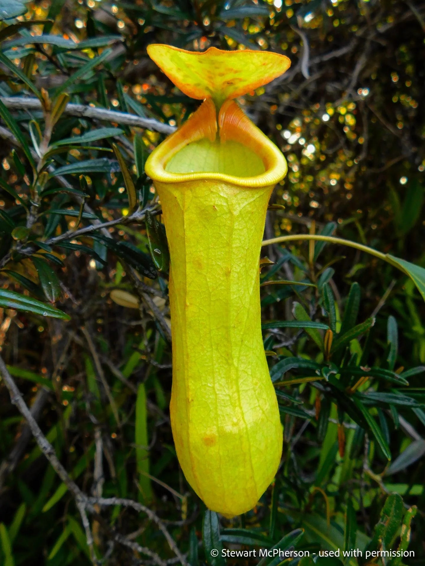 Nepenthes masoalensis (Madagascar) 大森食虫植物農園