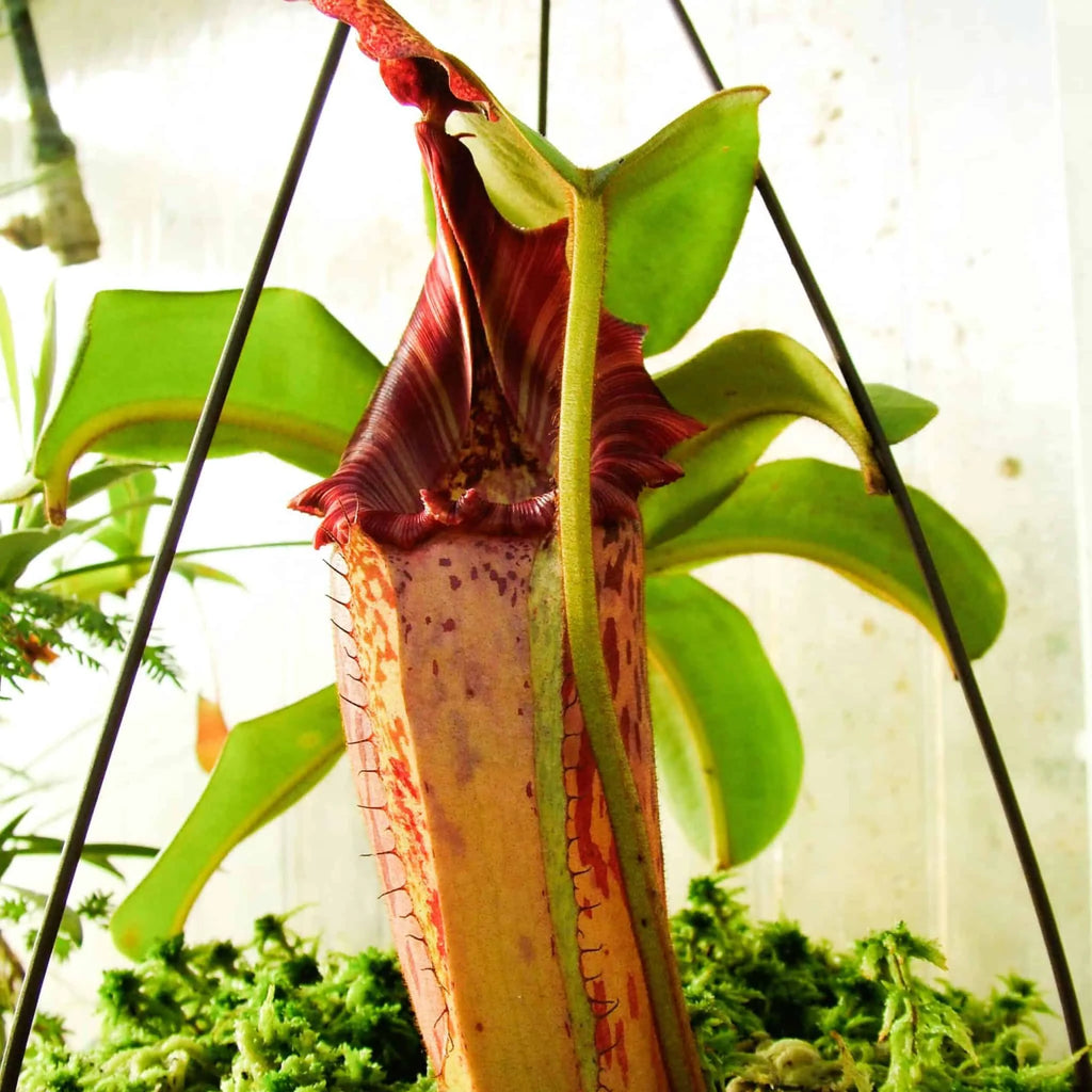 Nepenthes maxima Typical Large x veitchii Candy, 25 cm 大森食虫植物農園