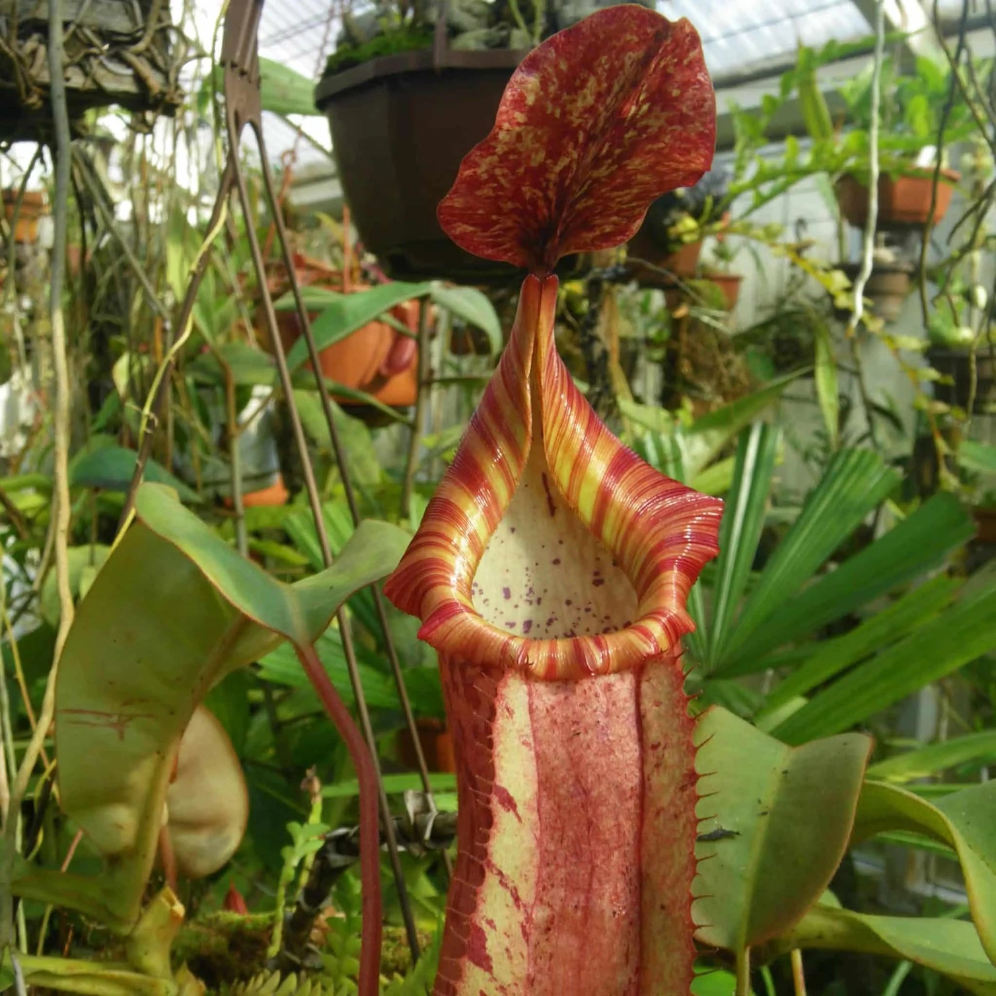 Nepenthes maxima Typical Large x veitchii Candy, 25 cm 大森食虫植物農園