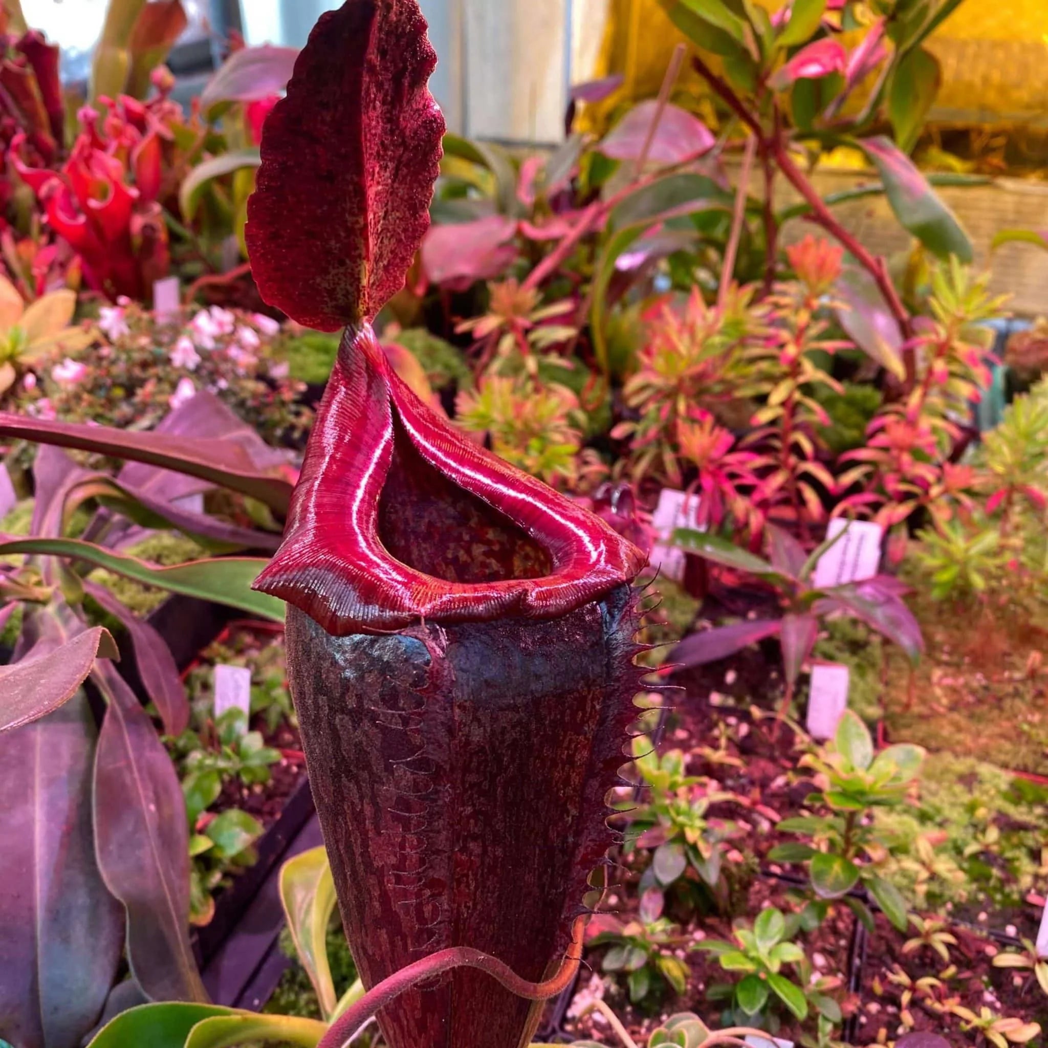 Nepenthes maxima Wavy x tenuis, 25-30 cm 大森食虫植物農園