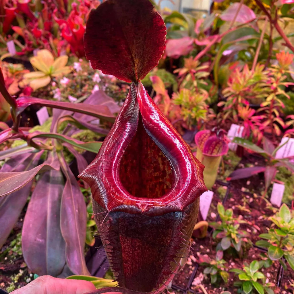 Nepenthes maxima Wavy x tenuis, 25-30 cm 大森食虫植物農園