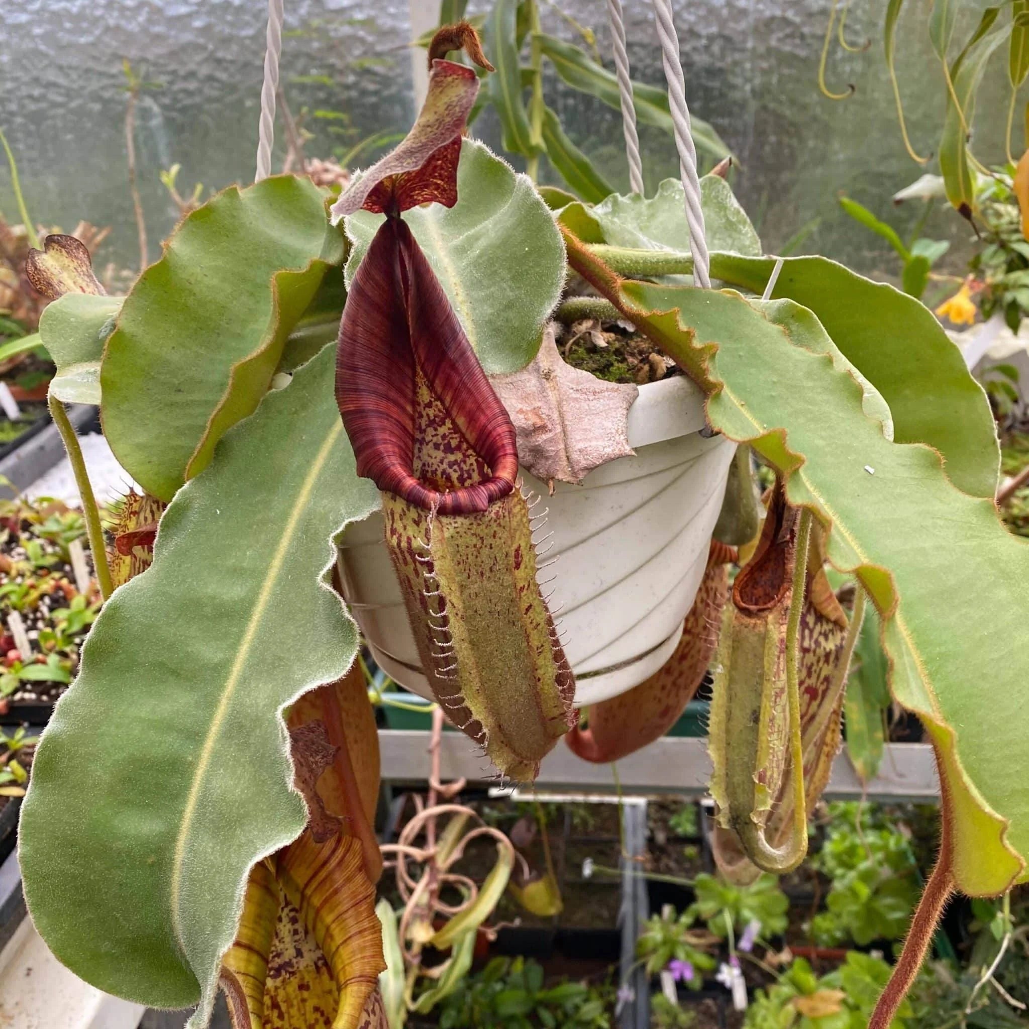 Nepenthes maxima Wavy x veitchii Candy, 40 cm 大森食虫植物農園
