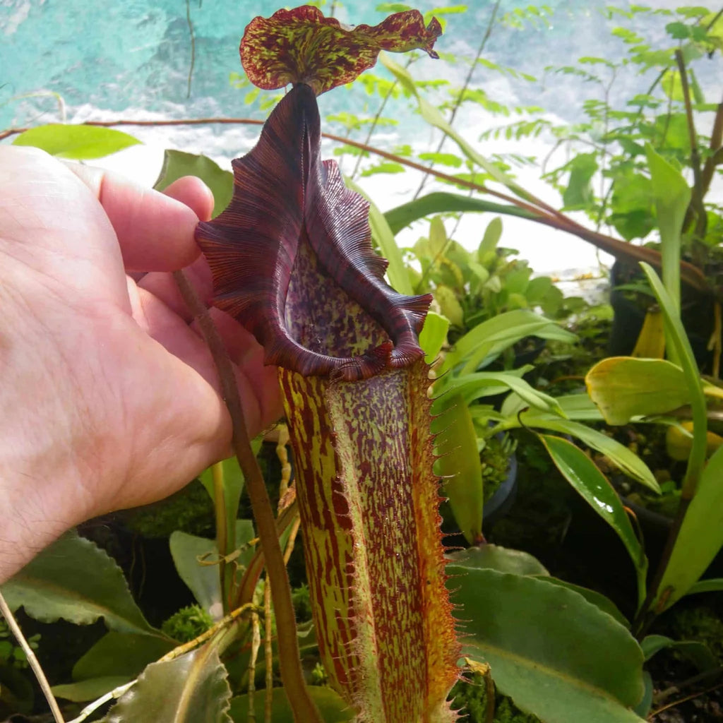 Nepenthes maxima „Large Form“, Sulawesi, 25 cm 大森食虫植物農園