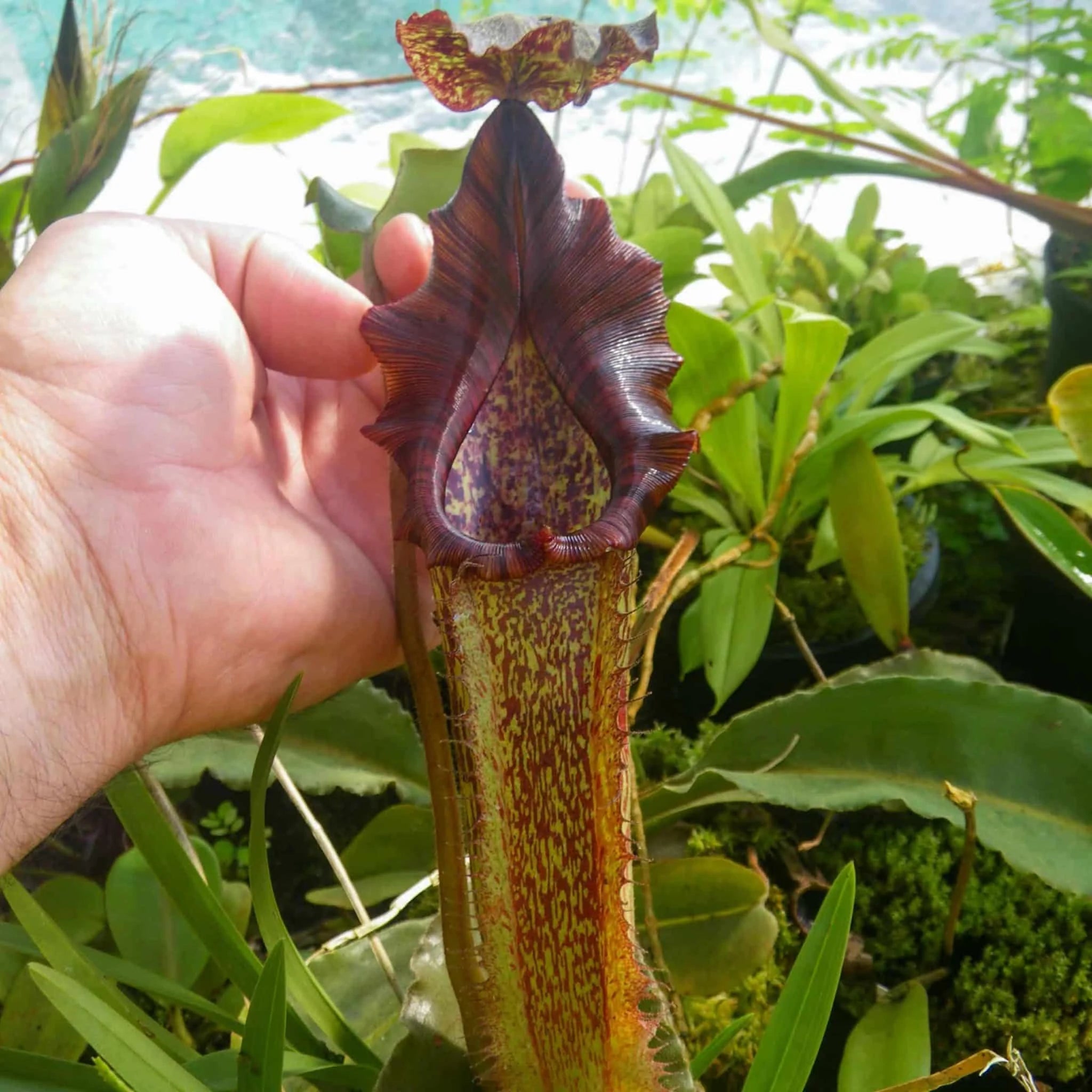 Nepenthes maxima „Large Form“, Sulawesi, 25 cm 大森食虫植物農園