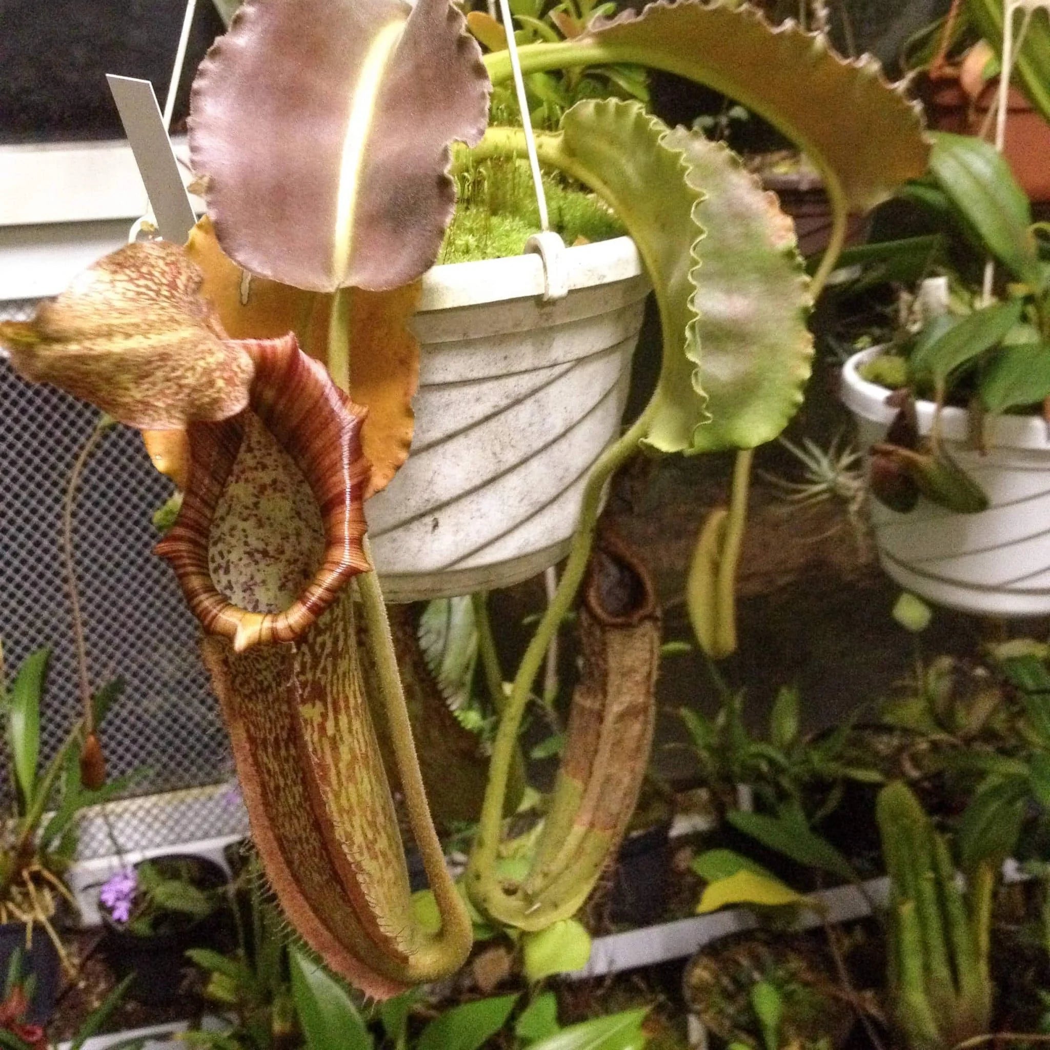 Nepenthes maxima „Large Form“, Sulawesi, 25 cm 大森食虫植物農園