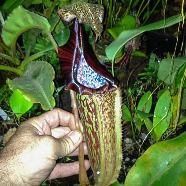 Nepenthes maxima „Typical“, 10-14 cm 大森食虫植物農園